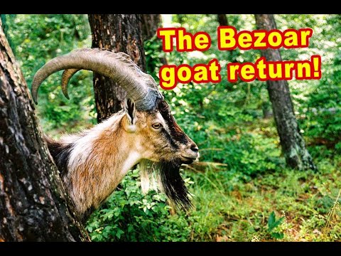 ნიამორის დაბრუნება, The return of the Wild goat, Die Rückkehr der Wildziege (Capra aegagrus),